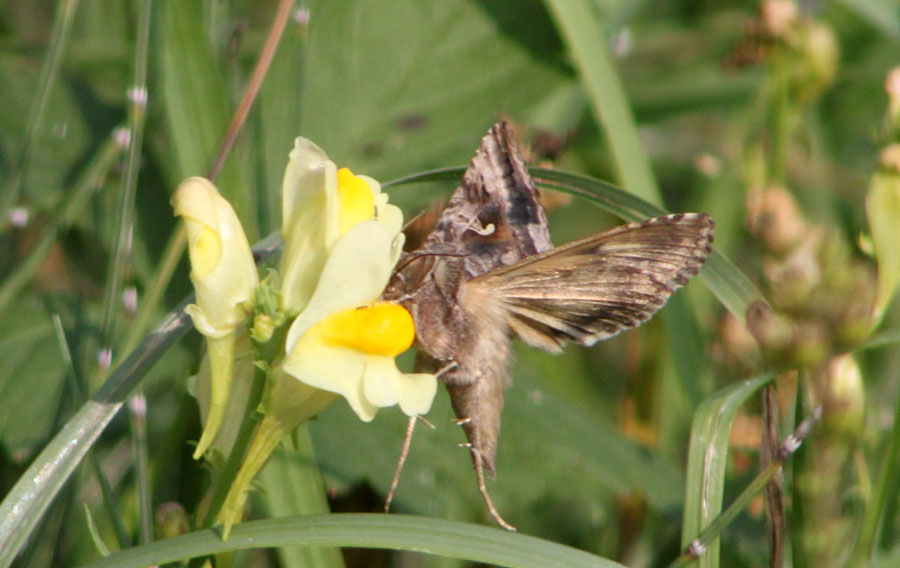 A proposito di Autographa gamma